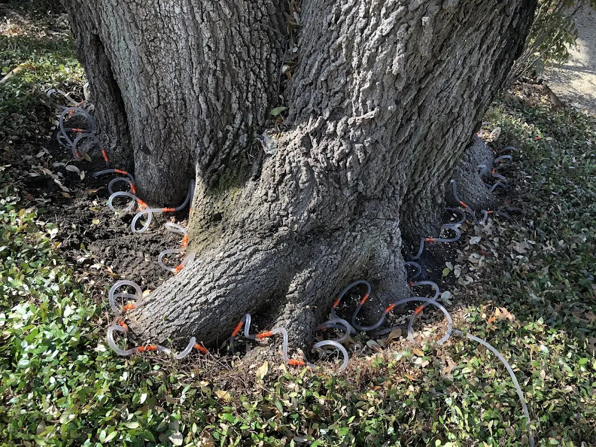 Detailed Tree Cabling and Bracing job site in Paden